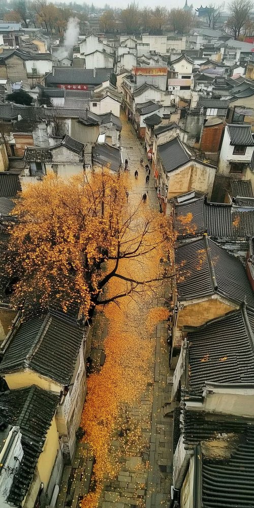 A tree in the middle of a city wallpaper
