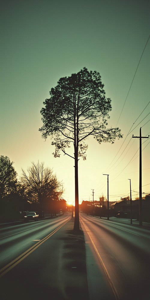 A tree on the side of a road wallpaper
