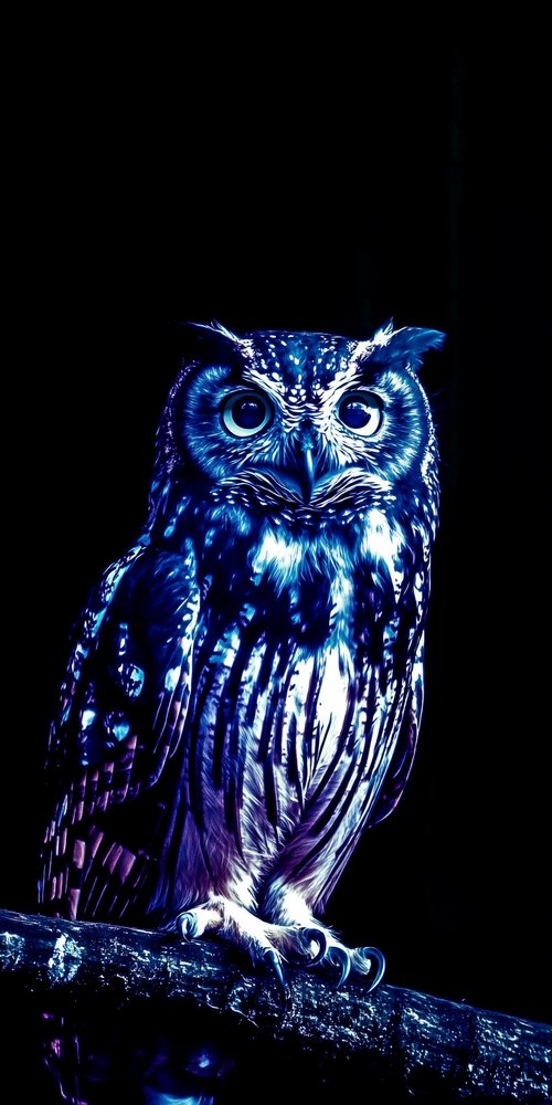 An owl is sitting on a branch in the dark wallpaper