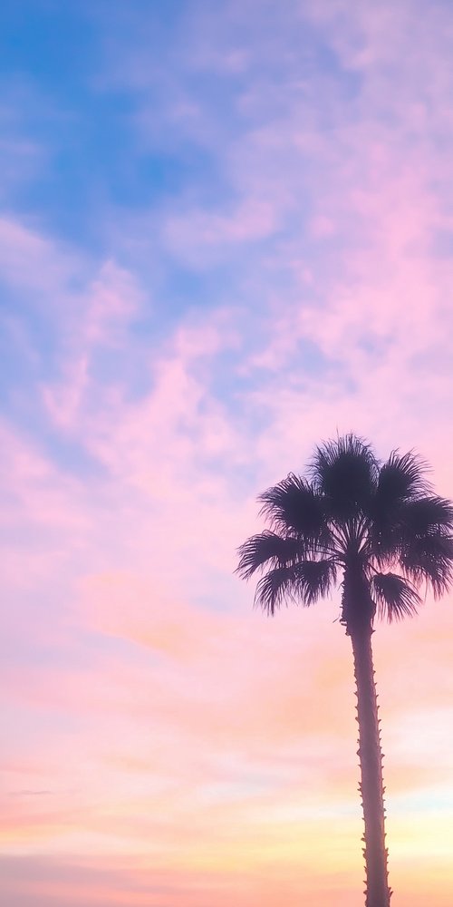 Palm tree under colorful sky wallpaper
