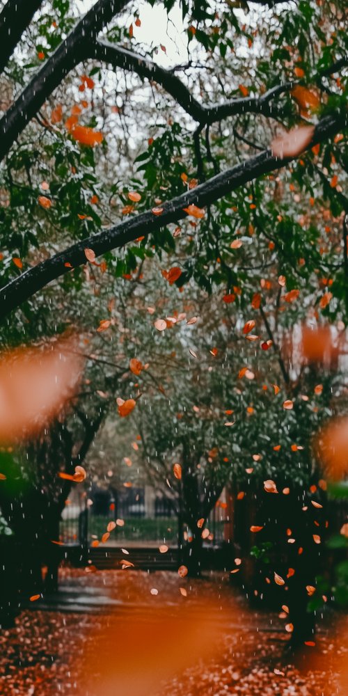 A tree with orange leaves in the rain wallpaper