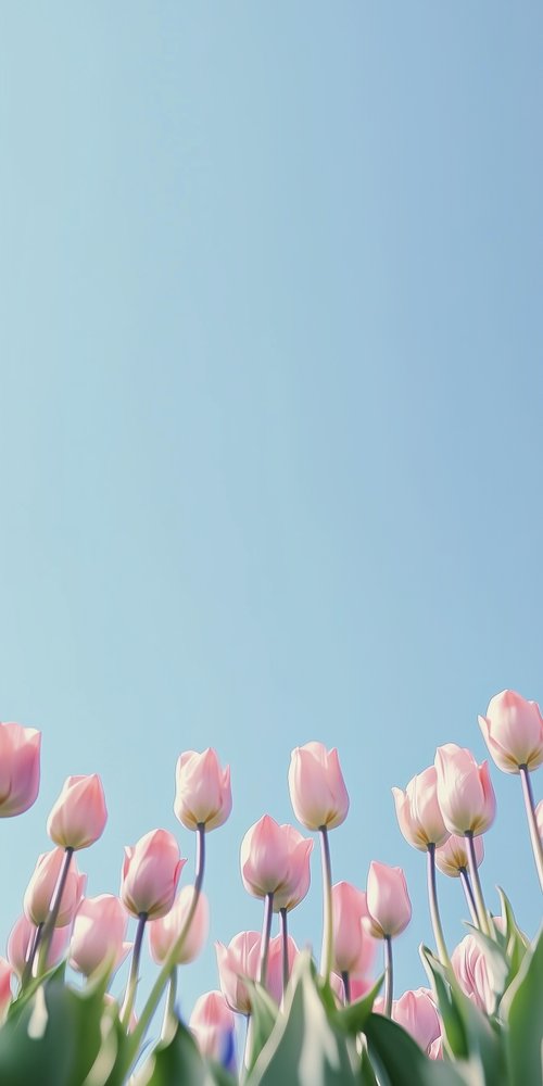 A bunch of pink tulips in a field wallpaper